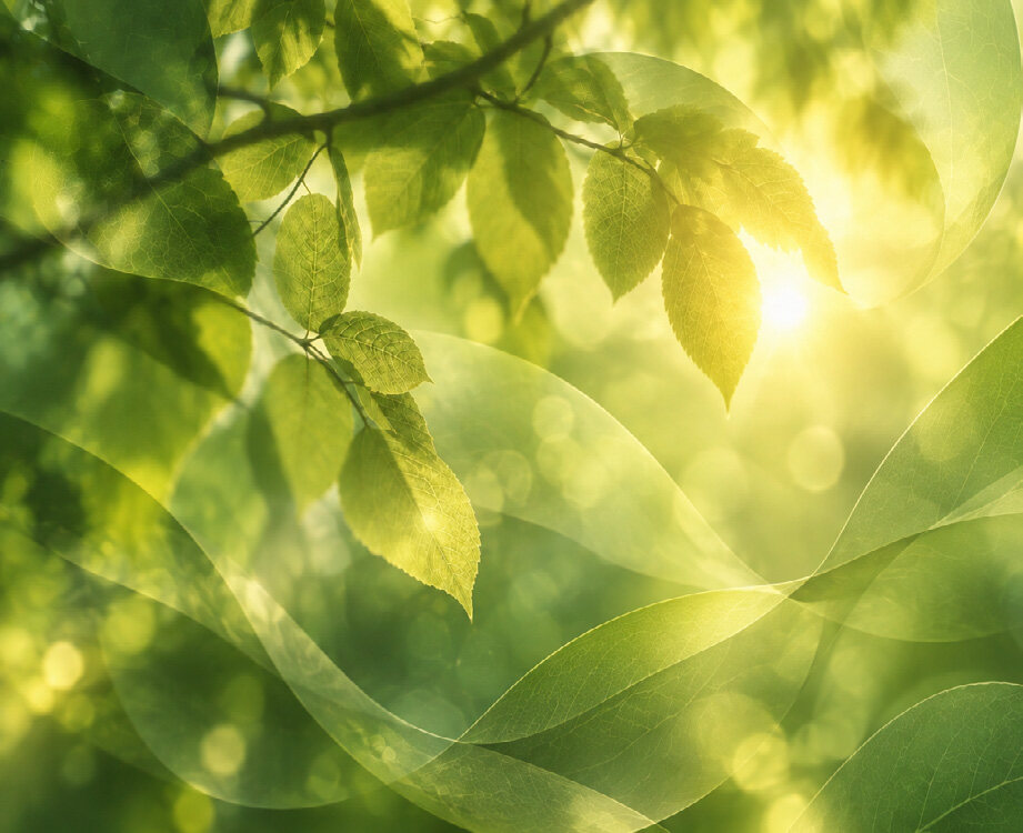 Blätter im Sonnenlicht